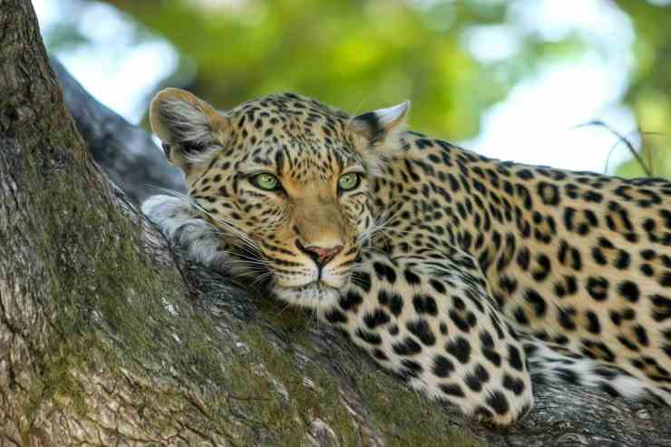 Leopardo acostado en el árbol (Foto Pixabay)