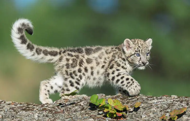 cachorros de leopardo