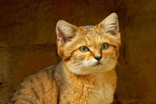 Sand Cat: características e imágenes - Descubrimiento del Sand Cat