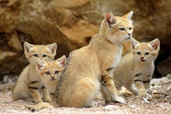 Gato de arena: características e imágenes - Reproducción del gato de arena