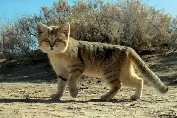 Sand Cat: Características e imágenes - Características del Sand Cat