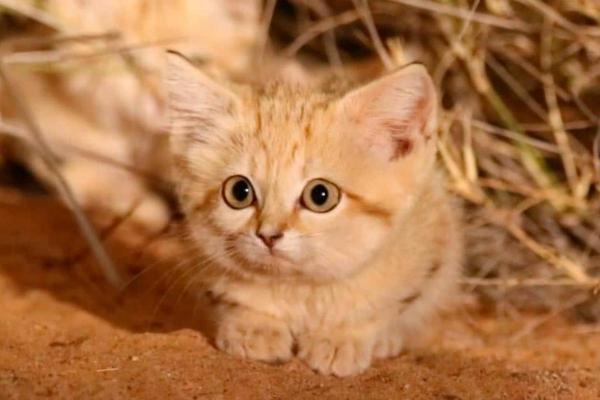 Gato de arena: características e imágenes: ¿hay un gato de arena doméstico?