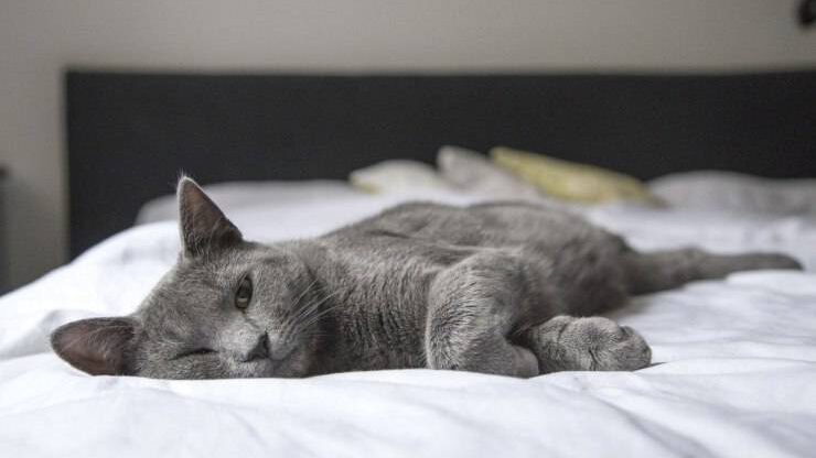 Gato en la cama Gato
