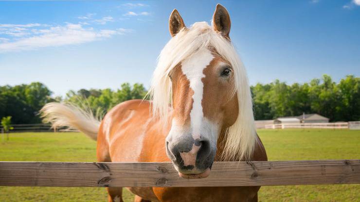 Alergia a los caballos (Foto Adobe Stock)