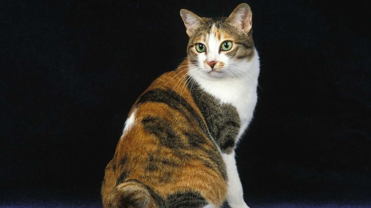 Bobtail japonés