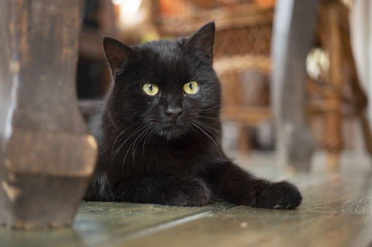 Gato de Bombay