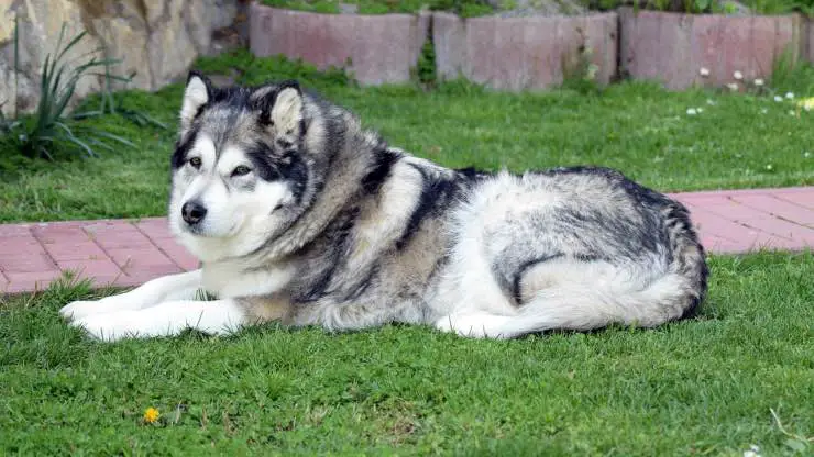 Alaskan Malamute adulto Alaskan Malamute adulto