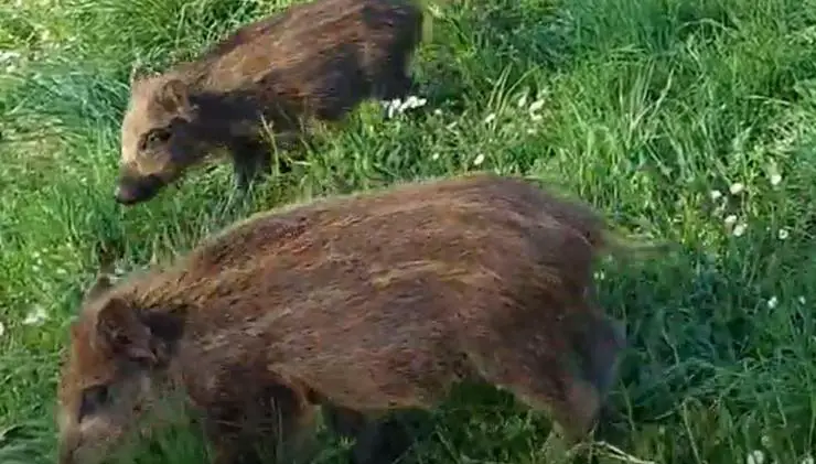 Cachorros de jabalí Turín Park Video