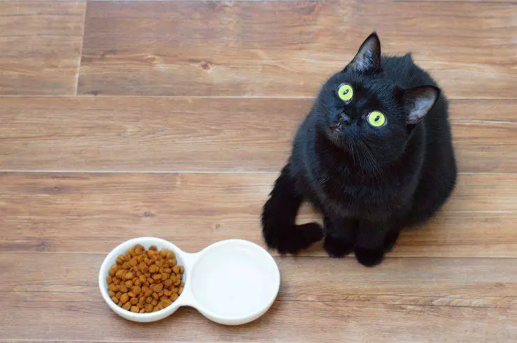 gato de Bombay