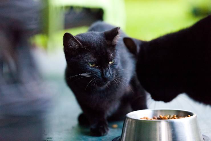 alimentando gato bombay
