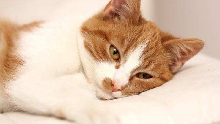 Gato enfermo