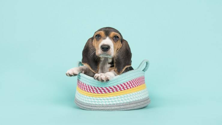 Enfermedades más comunes del Basset Artésien Normand