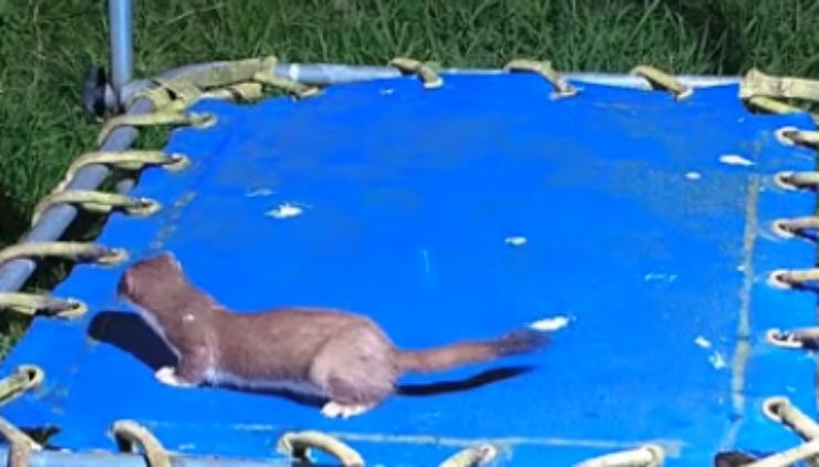 Armiño en el trampolín (Foto video)
