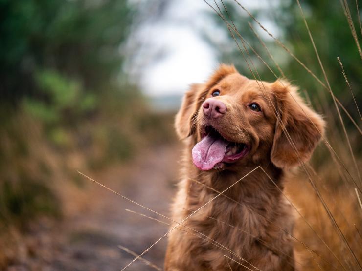 El comportamiento del perro