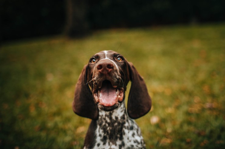 Cómo enseñarle a fido a no ladrar