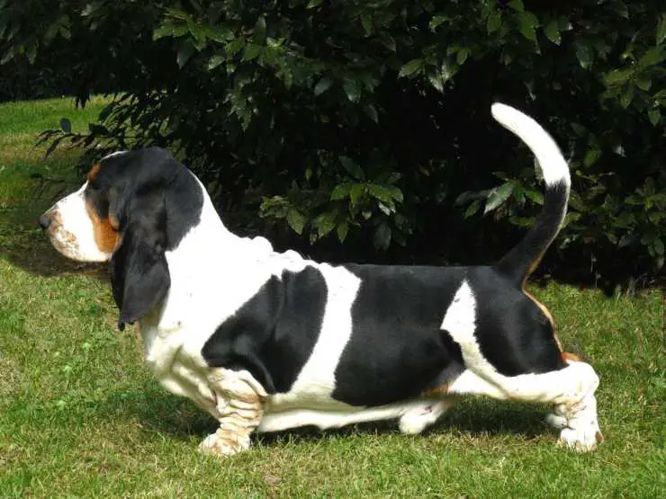 Basset Hound en blanco y negro