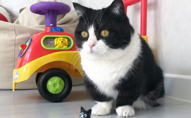 Gatto del Manchester United