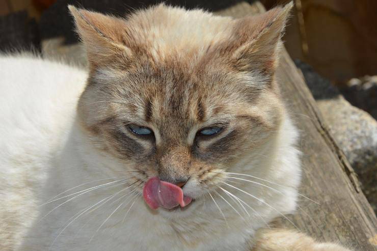 Puss lamiendo sus labios