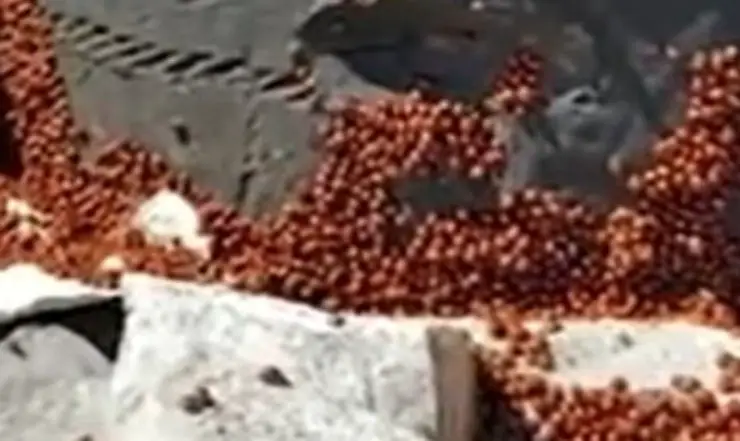 Video de Ladybugs Awakening Spring Rock
