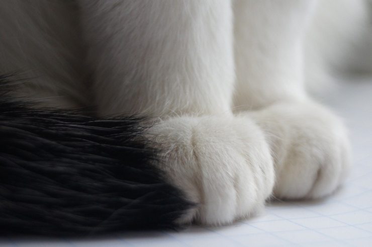 El gato pierde las uñas El gato pierde las uñas