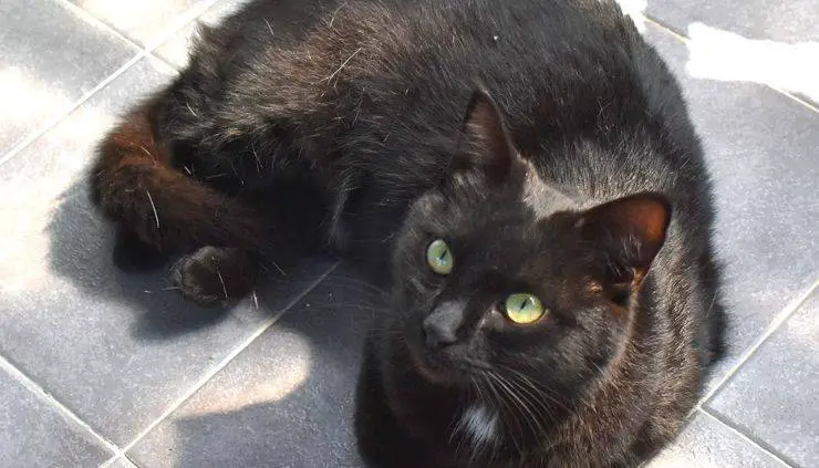 Gatta Panterina busca casa