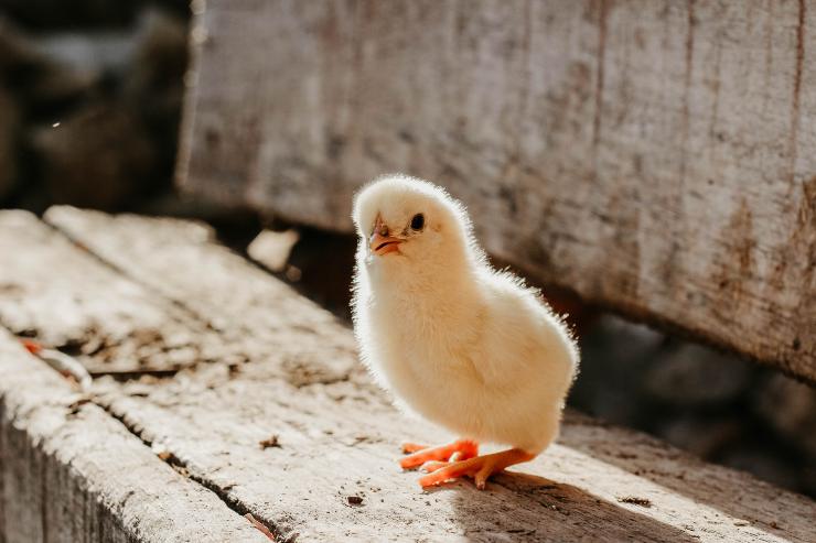 Crecimiento del pollito
