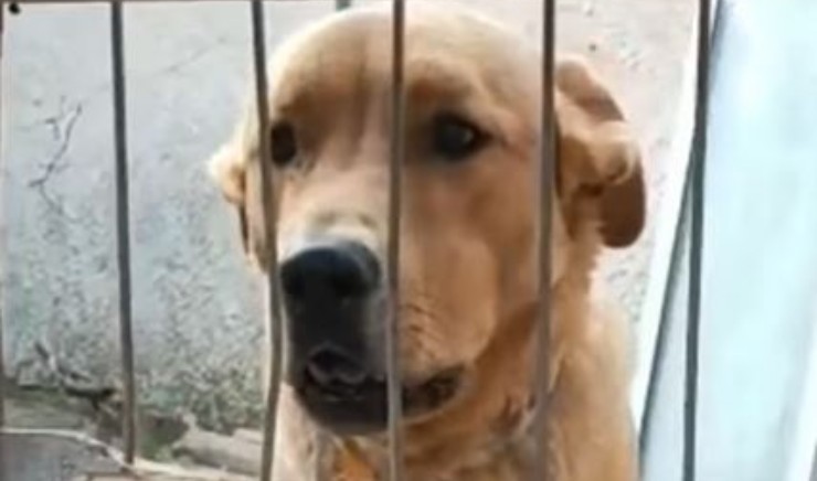 Perro Pacho regresó de la perrera