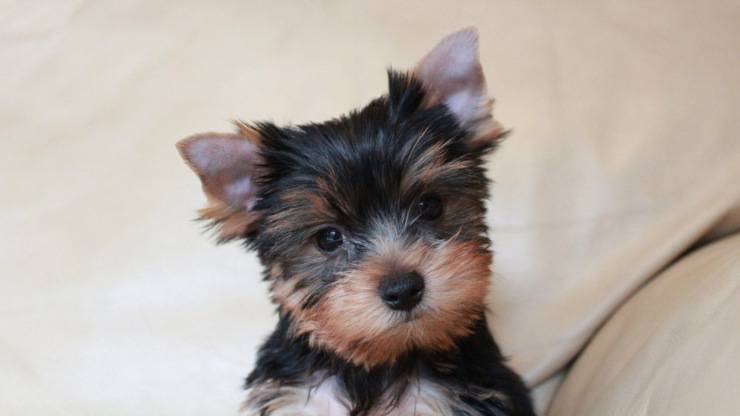 cachorro yorkshire terrier perros trivia historia orígenes