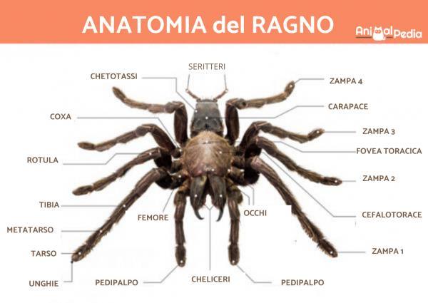¿Es la araña un insecto? - Características generales de las arañas.