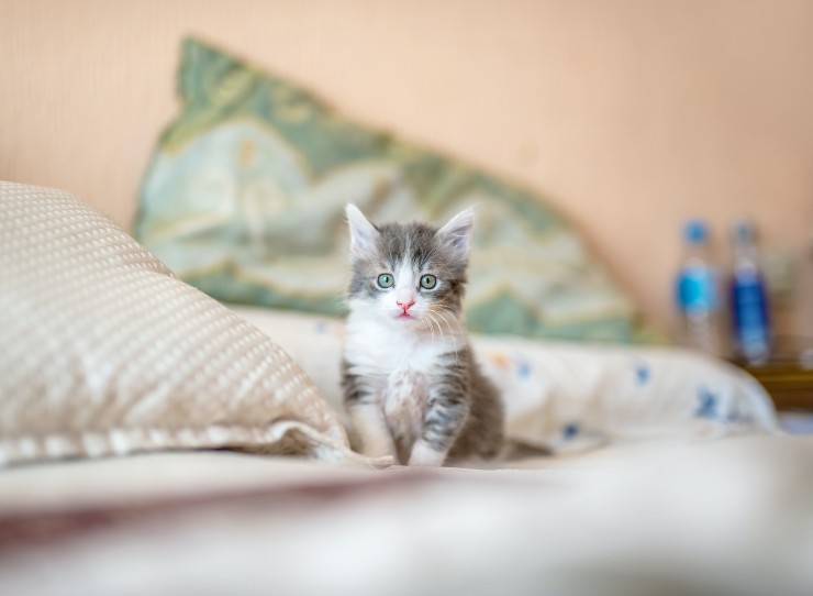 Linfoma en el felino