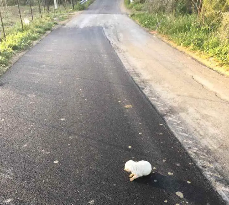 perrito lanzó coche abandonado