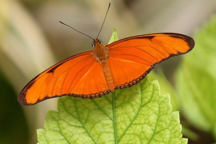 dryas-iulia