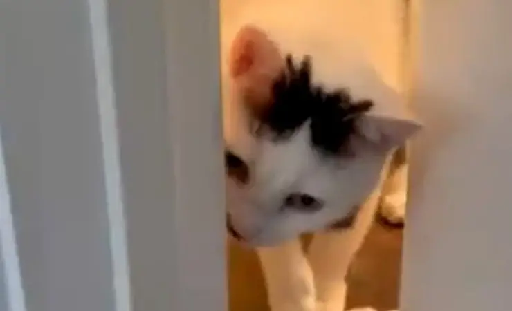 Cat Hooks Video Master Door