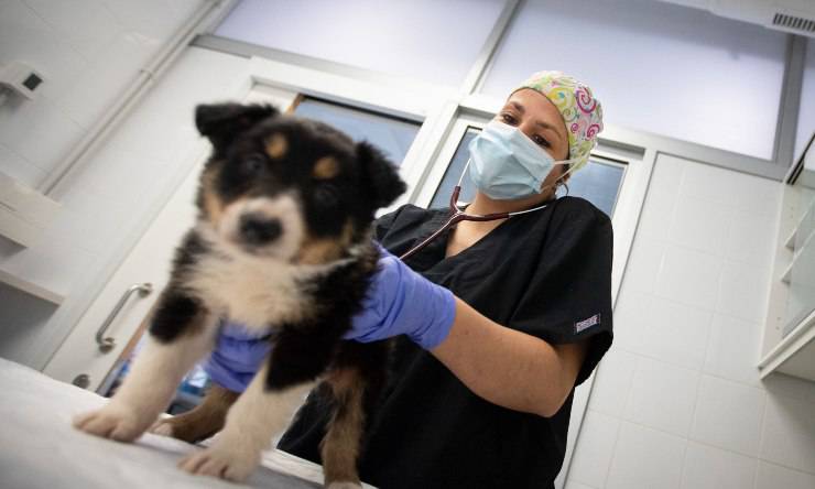 Cuidado de animales Medicamentos humanos Roberto Speranza
