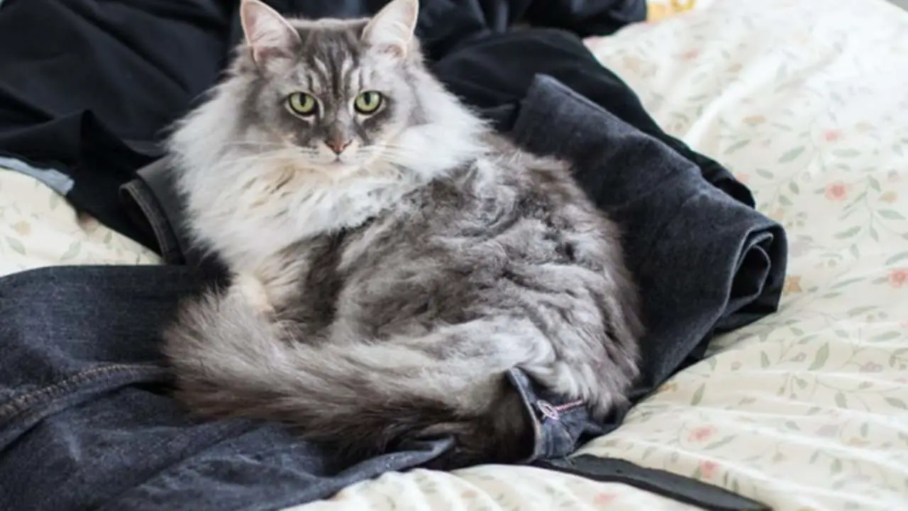 Por qué los gatos llevan ropa? Significado del comportamiento - Vida con  Mascotas ▷➡️