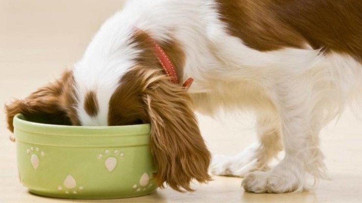 cachorro está comiendo