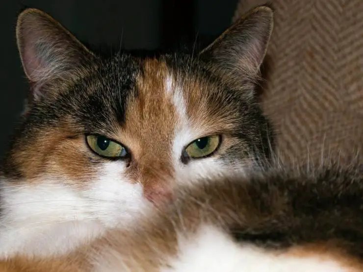 Mirando al gato a los ojos