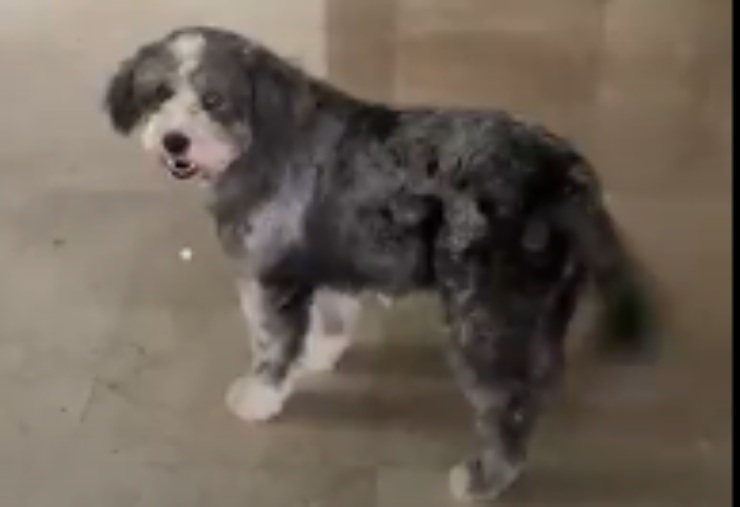 Cachorro en primer plano (video fotográfico)