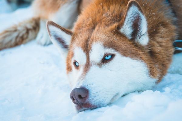 Perros de ojos azules: el husky siberiano