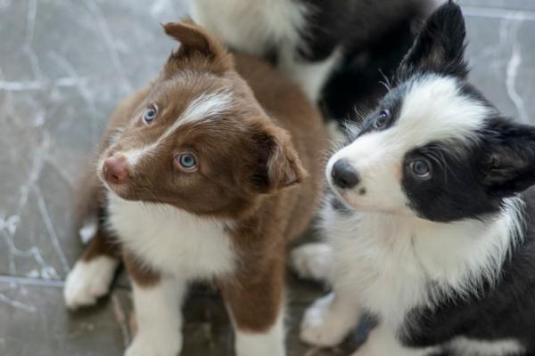Perros de ojos azules: ¿por qué los perros tienen ojos azules?