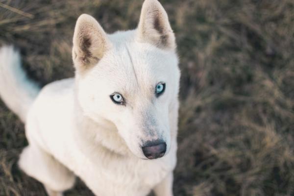 Perros de ojos azules - Perro de ojos azules: albino