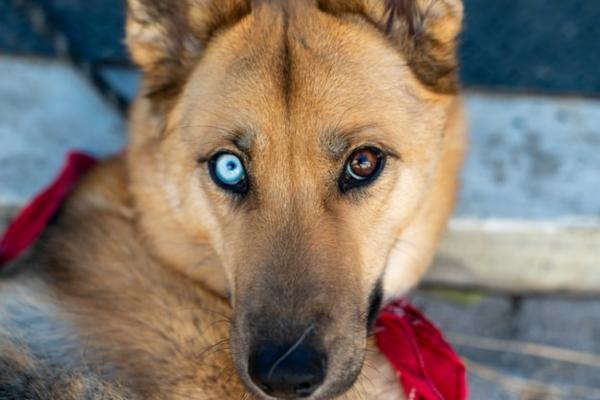 Perros de ojos azules - Perros de ojos azules: melanina