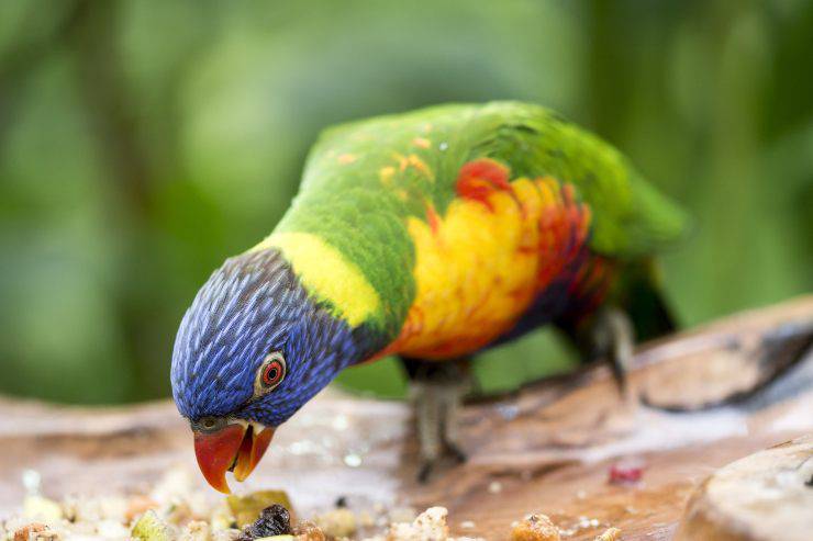 El loro puede comer avena