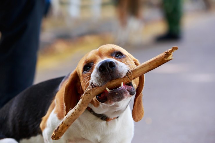 Alimentando al Beagle Harrier Alimentando al Beagle Harrier