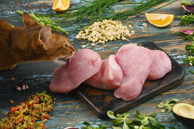 Alimentos tóxicos para gatos: que son y por que Alimentos tóxicos para gatos