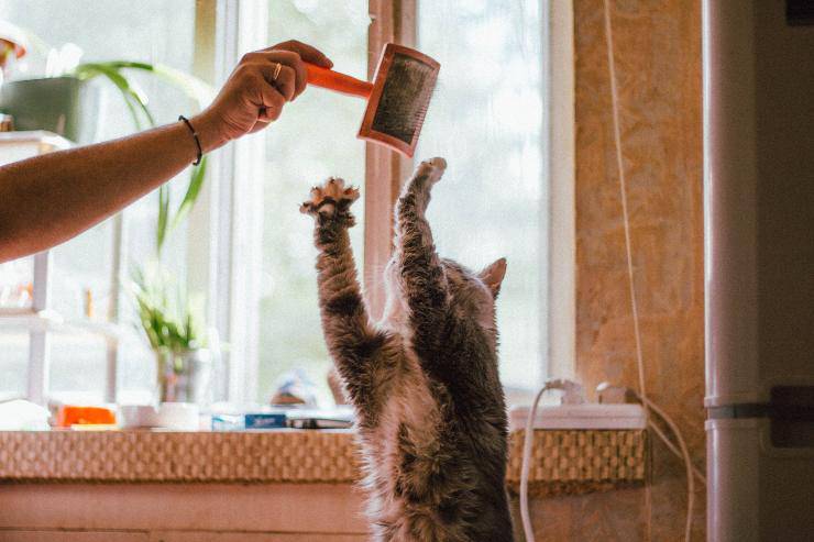 Gato agarra con uñas