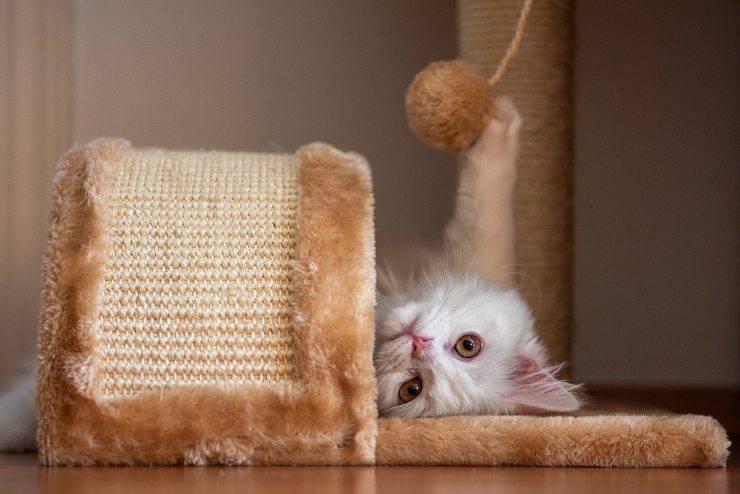 El gato se lima las uñas en los muebles.