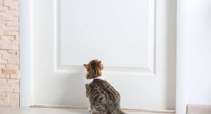el gato llora en la puerta