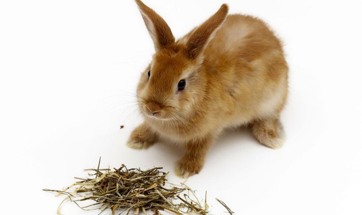 la importancia del heno en la dieta del conejo