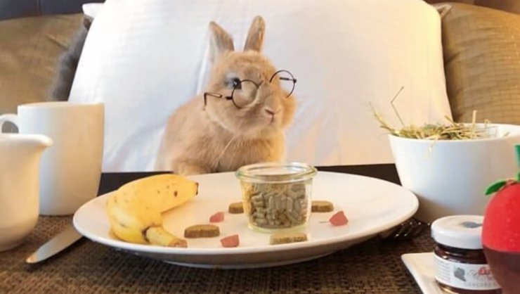 conejo para el almuerzo